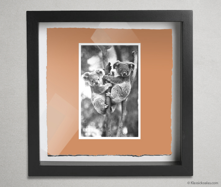 Koala Postcards Shadow Box 10-by-10 Inches 13