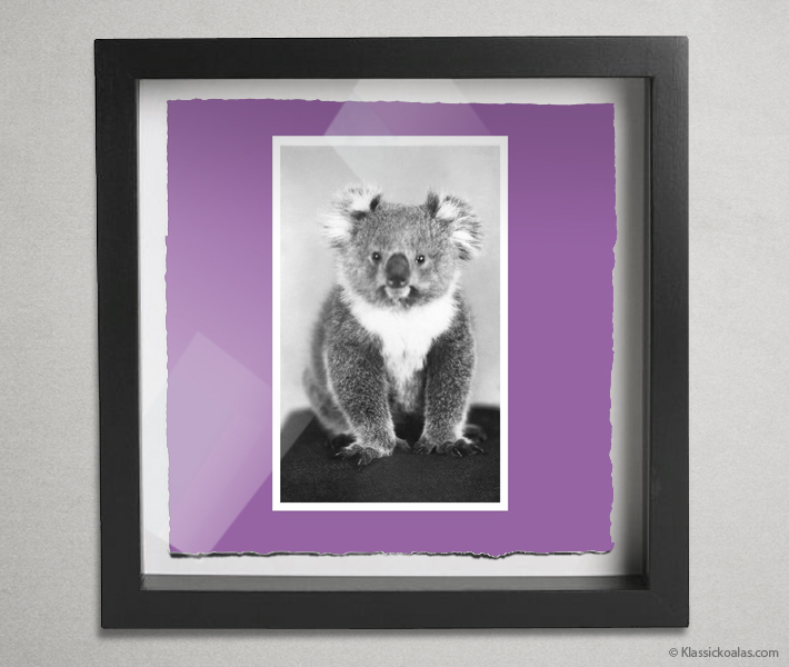 Koala Postcards Shadow Box 10-by-10 Inches 38