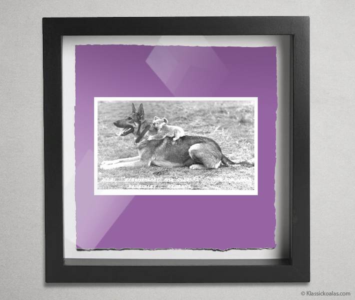 Koala Postcards Shadow Box 10-by-10 Inches 4