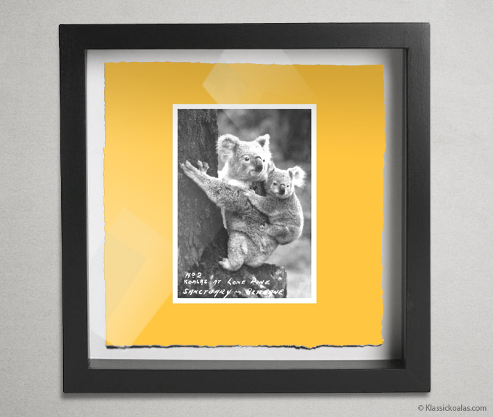 Koala Postcards Shadow Box 10-by-10 Inches 44