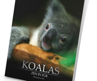 Koalas: Zen in Fur