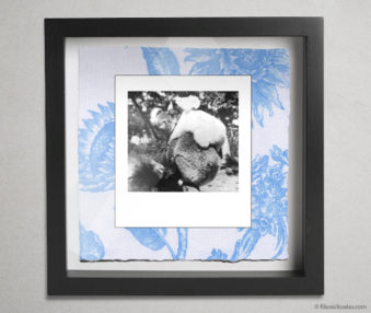 Koala Party Shadow Box 10-by-10 Inches 16