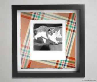 Koala Party Shadow Box 10-by-10 Inches 17