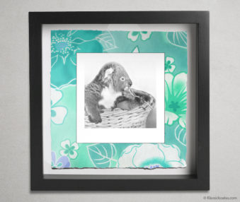 Koala Party Shadow Box 10-by-10 Inches 42