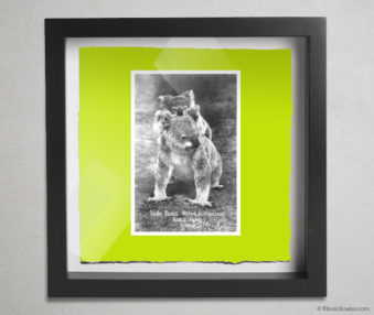 Koala Postcards Shadow Box 10-by-10 Inches 17