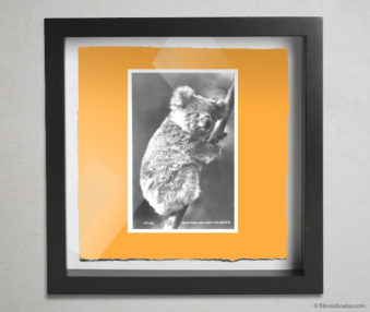 Koala Postcards Shadow Box 10-by-10 Inches 18