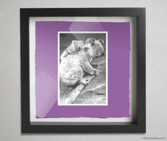 Koala Postcards Shadow Box 10-by-10 Inches 23