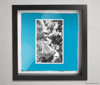 Koala Postcards Shadow Box 10-by-10 Inches 30
